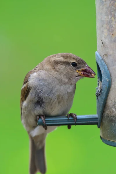 Nahaufnahme Eines Sperlings Der Sich Einem Vogelfutterhäuschen Ernährt — Stockfoto