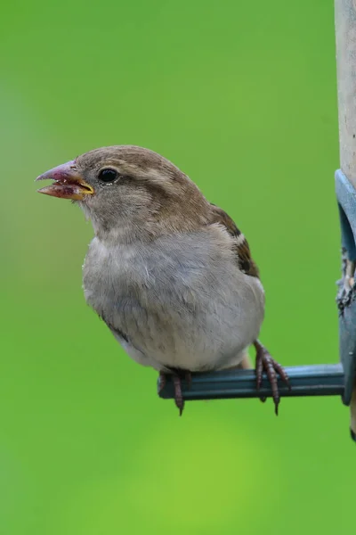 Kuş Yemliğine Tüneyen Bir Serçeye Yaklaş — Stok fotoğraf