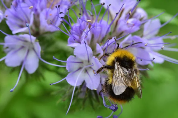 Κοντινό Πλάνο Μιας Μέλισσας Επικονίασης Λουλούδια Phacelia Στον Κήπο — Φωτογραφία Αρχείου