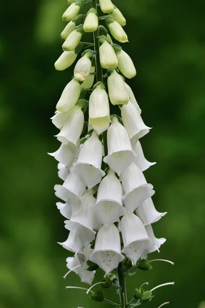 Zblízka Bílá Liščí Rukavice Digitalis Květina Květu Zahradě — Stock fotografie