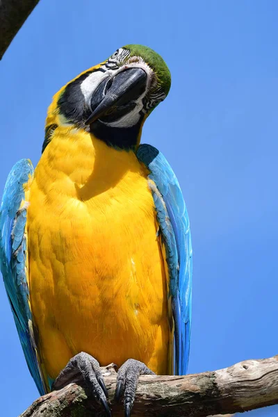 Retrato Uma Arara Azul Amarela — Fotografia de Stock