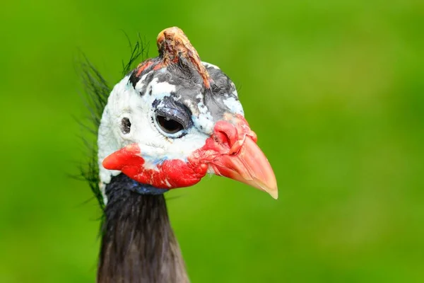 Cabeza Guineafowl Con Casco Numida Meleagris —  Fotos de Stock