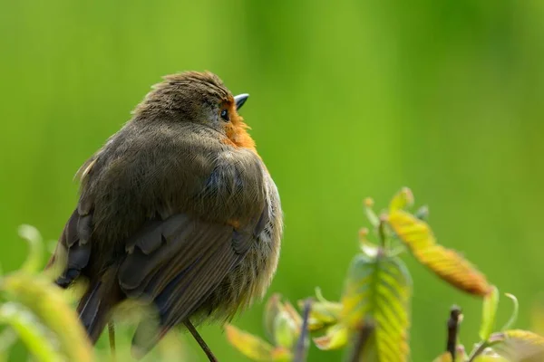 Retrato Petirrojo Europeo Erithacus Rubecula Posado Una Rama —  Fotos de Stock