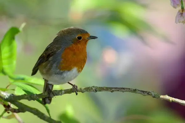 Retrato Petirrojo Europeo Erithacus Rubecula Posado Una Rama —  Fotos de Stock