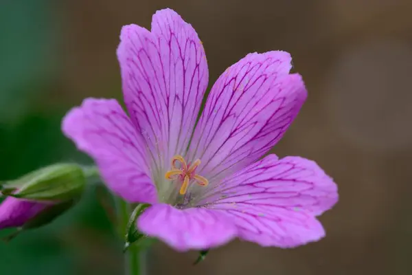 Makro Strzał Różowy Geranium Rozkwicie — Zdjęcie stockowe