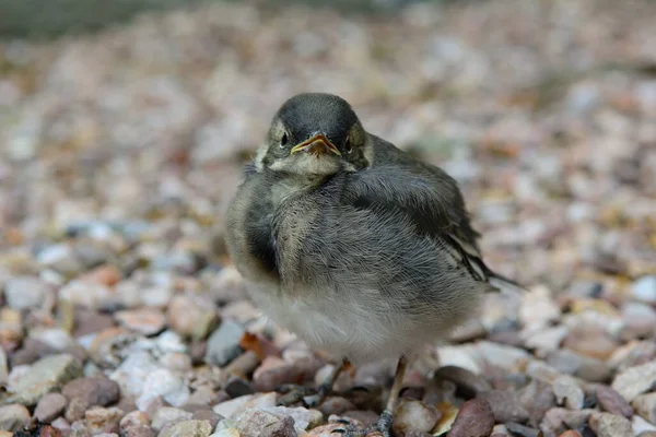 Närbild Pied Wagtail Spirande Stående Marken — Stockfoto