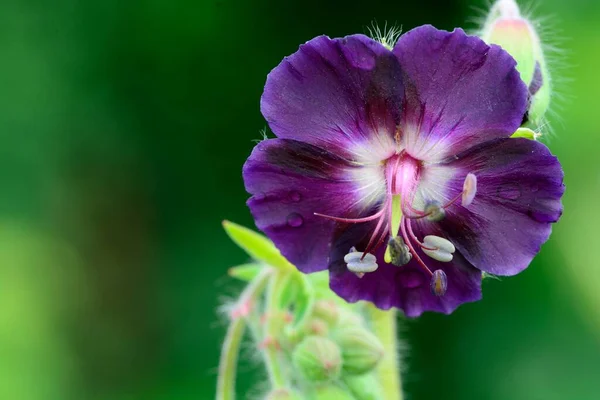 Makroaufnahme Eines Dämmernden Kranichschnabels Geranium Phaeum Blume Blüte — Stockfoto