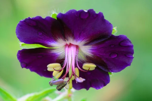 Makro Záběr Květu Temných Jeřábů Geranium Phaeum Květu — Stock fotografie