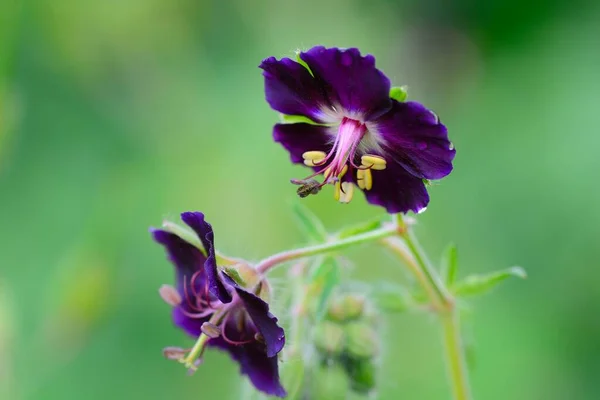 Zbliżenie Ciemne Żurawie Rachunek Geranium Phaeum Kwiaty Rozkwicie — Zdjęcie stockowe