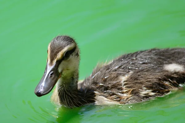 Portret Van Een Wilde Eend Die Het Water Zwemt — Stockfoto