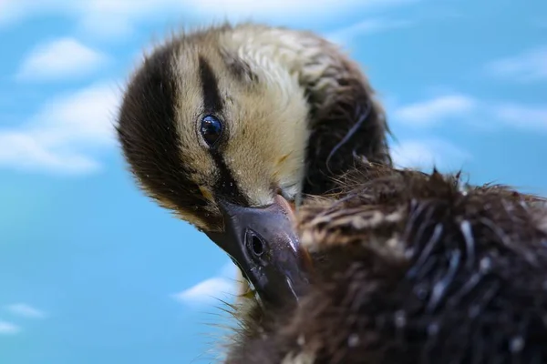 Close Portret Van Een Wilde Eend Preiden Zelf — Stockfoto