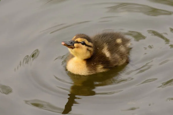 Großaufnahme Einer Stockente Die Wasser Schwimmt — Stockfoto