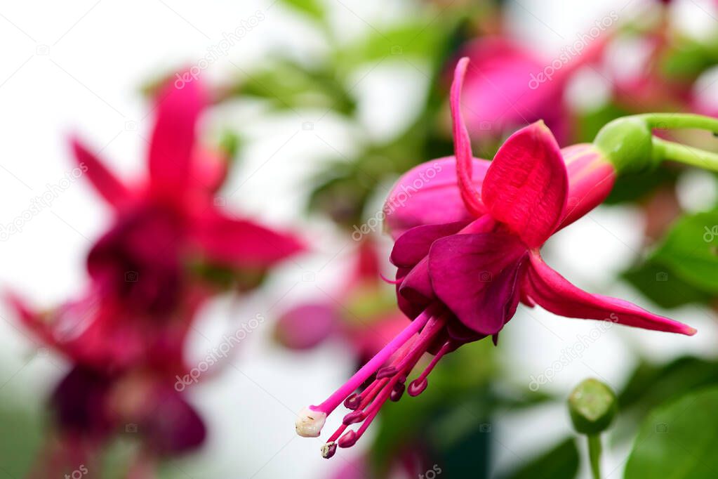 Close up of pink fuchsias in bloom