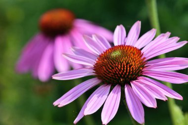 Çiçek açmış ekinezya çiçeklerini kapat