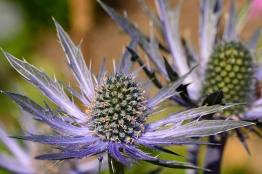 Eryngium çiçeklerinin (eryngium amethystinium) açılışını kapat