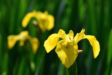 Çiçek açarken bayrak irislerini kapat (iris pseudaccorus)