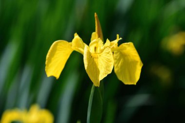 Çiçek açmış bir bayrak irisinin (iris pseudaccorus) kapanışı