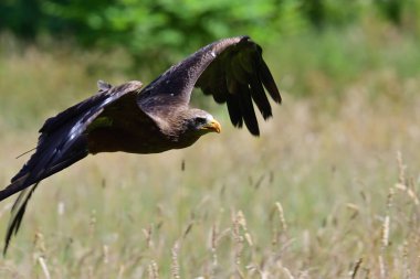 Bir şahin gösterisi sırasında uçan siyah bir uçurtmaya (milvus migrans) yakın çekim