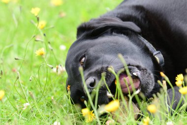 Low angle view of a young bkack Labrador chewing a stone clipart