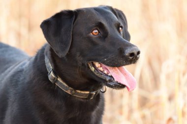 Siyah şirin bir Labrador 'un yakın portresi.