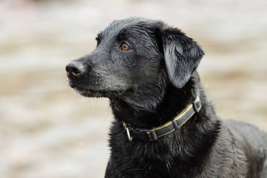Arka planda odak suyu olmayan, ıslak, siyah bir Labrador 'un kafa görüntüsü.