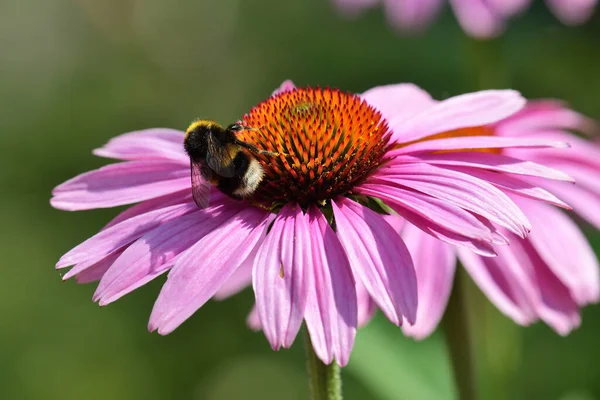 エキナセアの花で蜂のクローズアップ — ストック写真