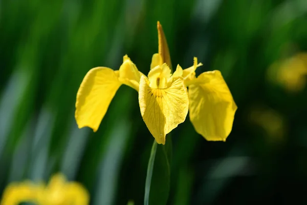 Primo Piano Iride Bandiera Iris Pseudaccorus Fiore — Foto Stock