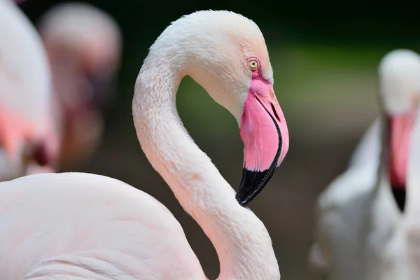 Close Portrait Flamingo — Stock Photo, Image