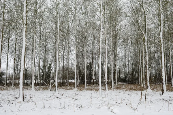 Árvores Álamo Cobertas Neve Dia Inverno — Fotografia de Stock