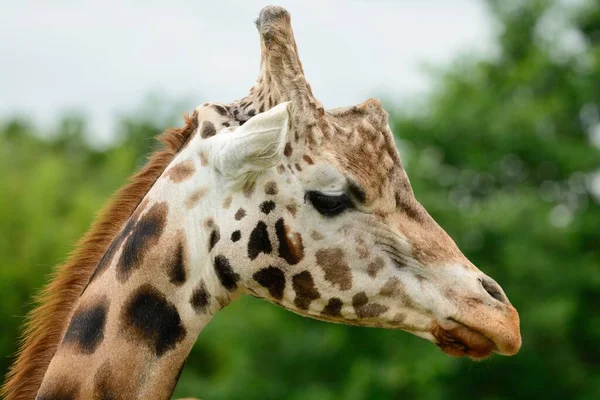 Tête Girafe Rothschild Giraffa Cameloparalis Rothschildi — Photo