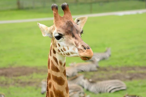 Testa Della Giraffa Rothschild Giraffa Cameloparalis Rothschildi — Foto Stock