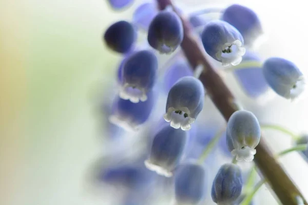 Zblízka Rozkvetlého Hroznového Hyacintového Květu — Stock fotografie