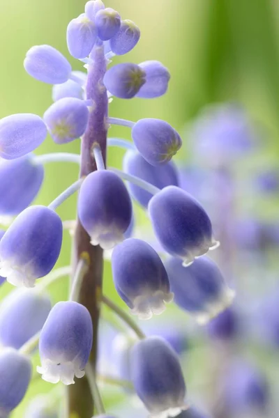 Zblízka Rozkvetlého Hroznového Hyacintového Květu — Stock fotografie