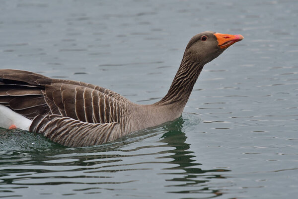 Portrait of a greylag goose swimming in the water