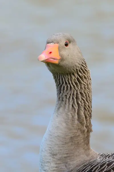 Grilag Goose Kafasından Vuruşu Anser Anser — Stok fotoğraf