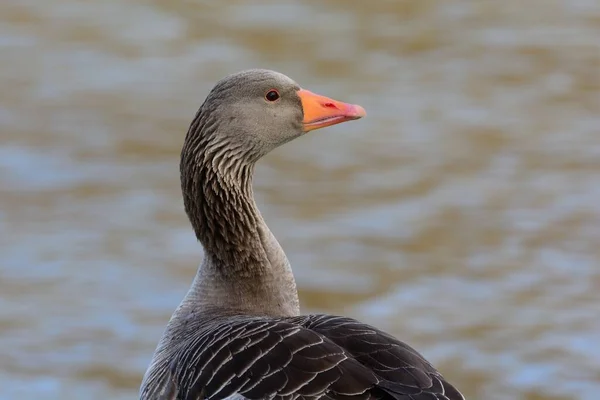 Porträt Einer Graugans Anser Anser Die Rande Des Wassers Steht — Stockfoto