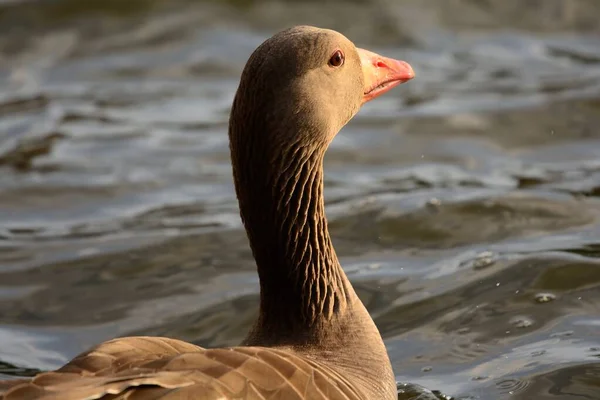 Närbild Porträtt Grågås Anser Vattnet — Stockfoto