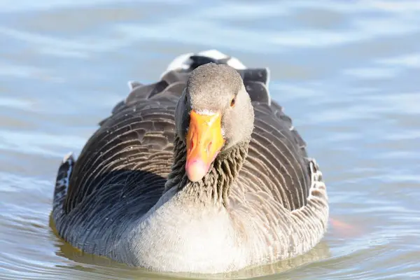 Suda Yüzen Greylag Kaz Portresi — Stok fotoğraf