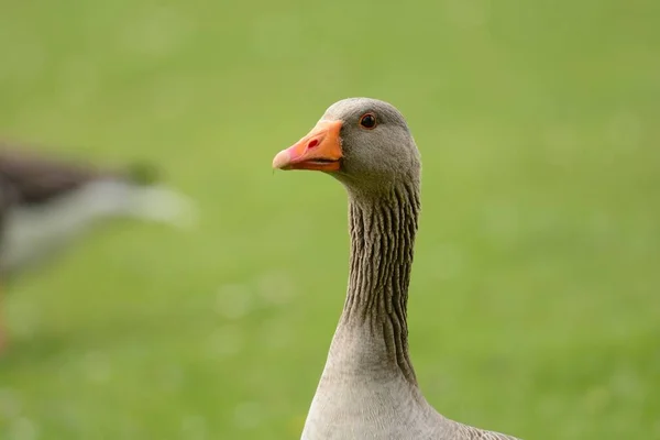 Grilag Goose Kafasından Vuruşu Anser Anser — Stok fotoğraf