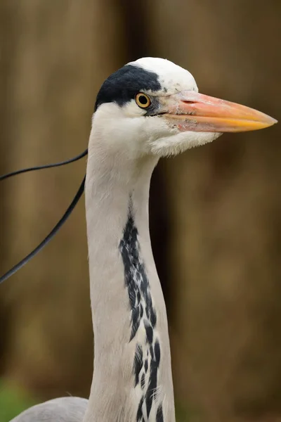 灰鲱鱼 Ardea Cinerea 头部拍摄 — 图库照片