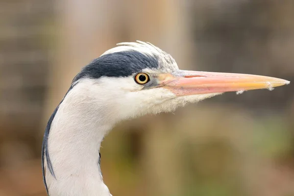 Nahaufnahme Kopfschuss Eines Wilden Reihers — Stockfoto