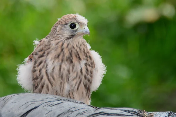 Close Retrato Jovem Kestrel Falco Tinnunculus Que Recentemente Deixou Ninho — Fotografia de Stock