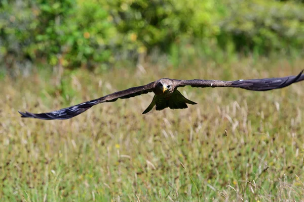 Крупный План Черного Воздушного Змея Мигрирующие Милвусы Летящего Время Демонстрации — стоковое фото