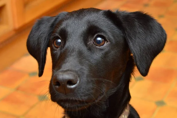 Foto Cabeça Filhote Cachorro Labrador Preto Bonito — Fotografia de Stock