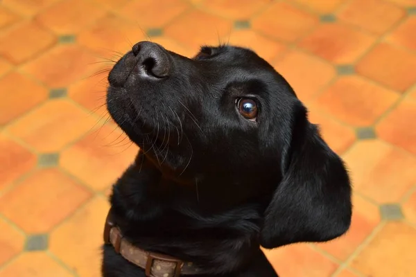 Fejkép Egy Aranyos Fekete Labrador Kiskutyáról Aki Felnéz — Stock Fotó