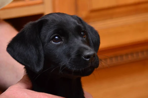 Fejlövés Egy Aranyos Fekete Labrador Kiskutyáról Akit Gazdája Tart — Stock Fotó