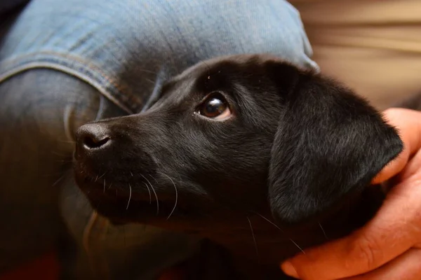 Fejlövés Egy Aranyos Fekete Labrador Kiskutyáról Tulajdonosával — Stock Fotó