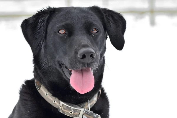 Egy Cuki Fekete Labrador Képe Kint Egy Havas Napon — Stock Fotó