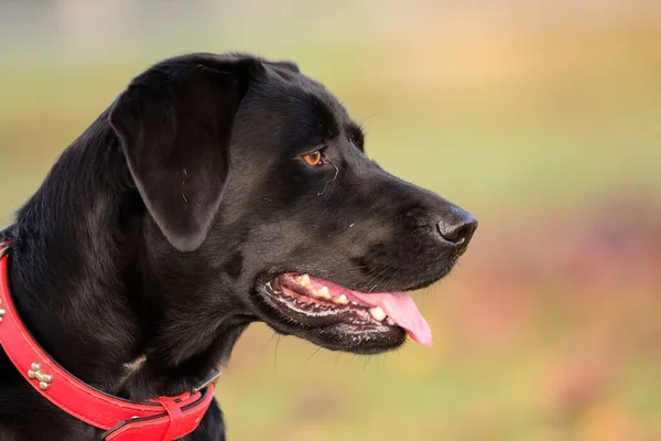 Head Shot Black Labrador — Stock Photo, Image