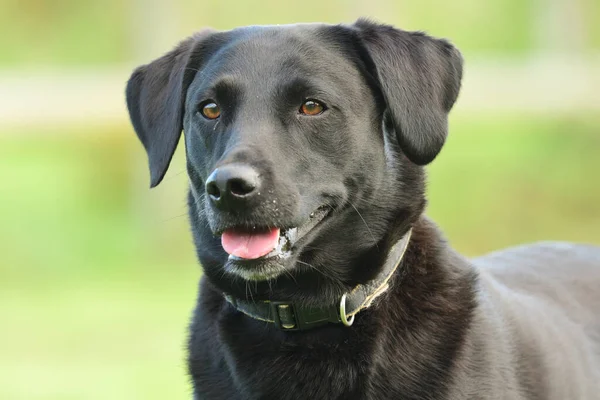 Nahaufnahme Porträt Eines Niedlichen Schwarzen Labradors — Stockfoto